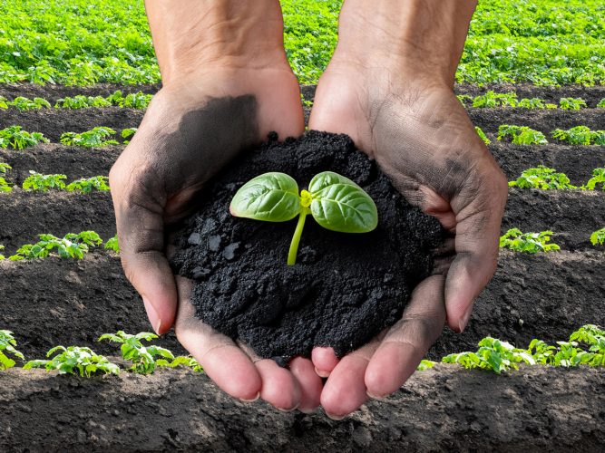 biochar 4